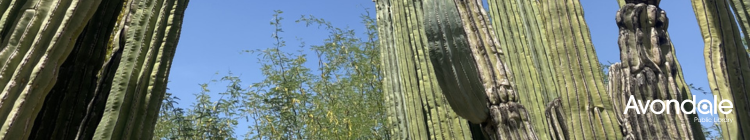 An upward angle view of cacti. Behind is a blue sky.