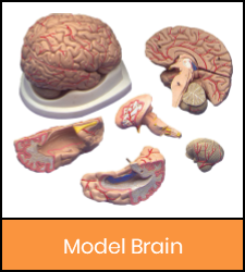 Brain model in pieces image with orange frame that links to catalog record