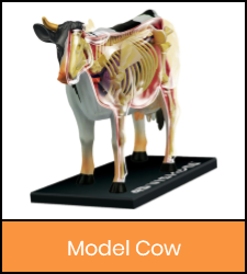 Cow model image with orange frame that links to catalog record