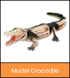 Crocodile model image with orange frame that links to catalog record