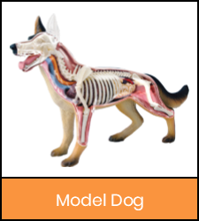 Dog model image with orange frame that links to catalog record