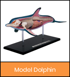 Dolphin model image with orange frame that links to catalog record