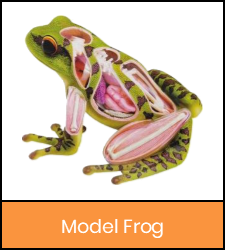 Frog model image with orange frame that links to catalog record