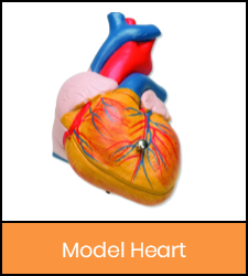 Heart model image with orange frame that links to catalog record