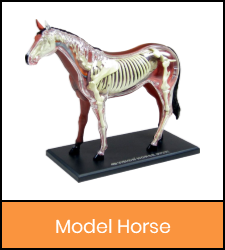 Horse model image with orange frame that links to catalog record