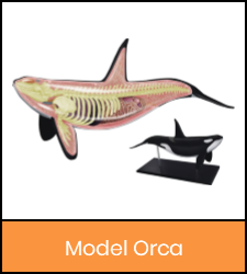 Orca model image with orange frame that links to catalog record