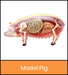 Pig model image with orange frame that links to catalog record