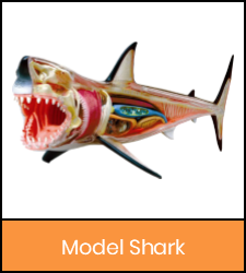 Shark model image with orange frame that links to catalog record