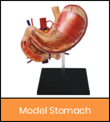 Stomach model image with orange frame that links to catalog record