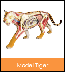 Tiger model image with orange frame that links to catalog record